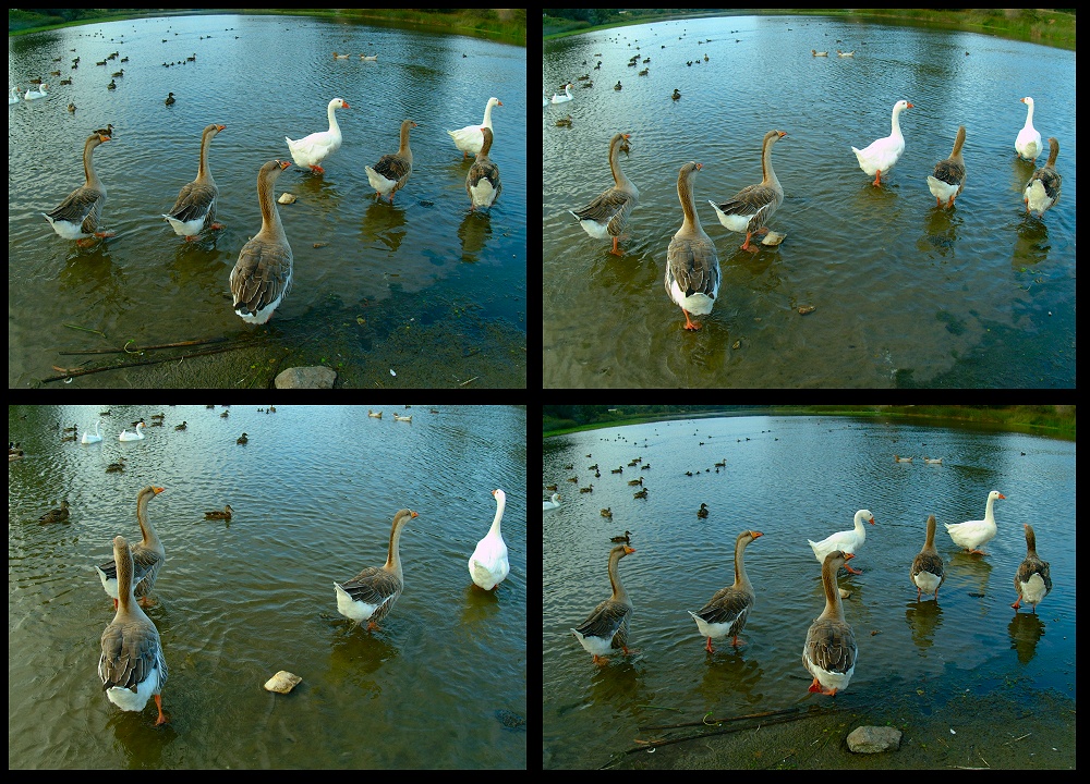 (34) duck montage.jpg   (1000x720)   396 Kb                                    Click to display next picture